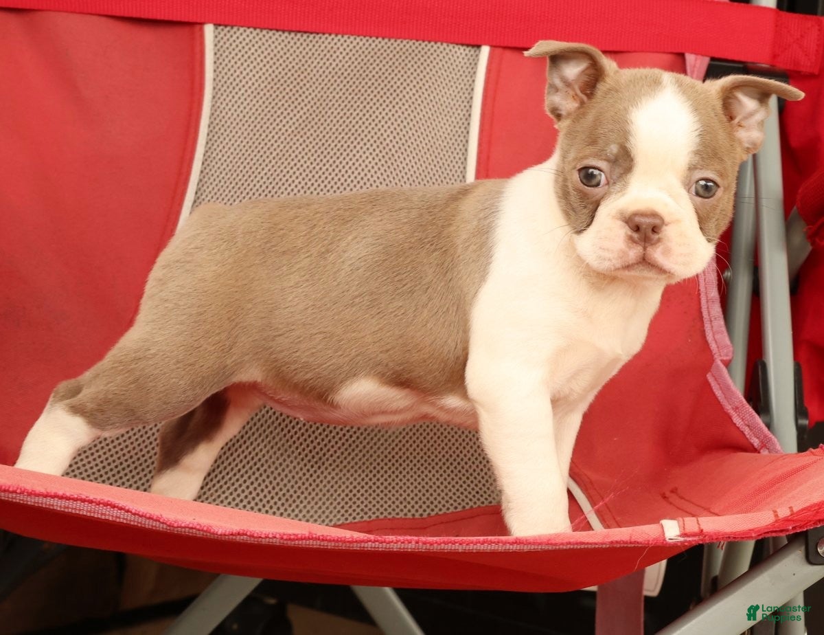 Boston Terrier dogs for sale: Crystal - Ad 9