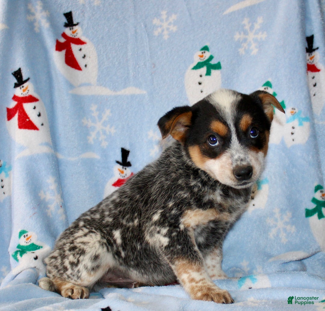 Australian Cattle Dog dogs for sale: Teddy - Ad 6