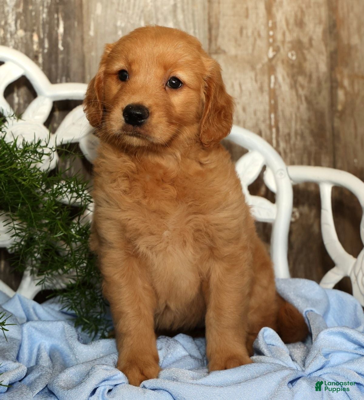 Golden Retriever dogs Sadie  - Ad 2
