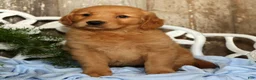 Golden Retriever dogs for sale: Sadie  - Ad 2