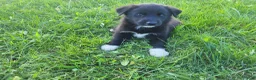 Sheprador dogs for sale: John  - Ad 3