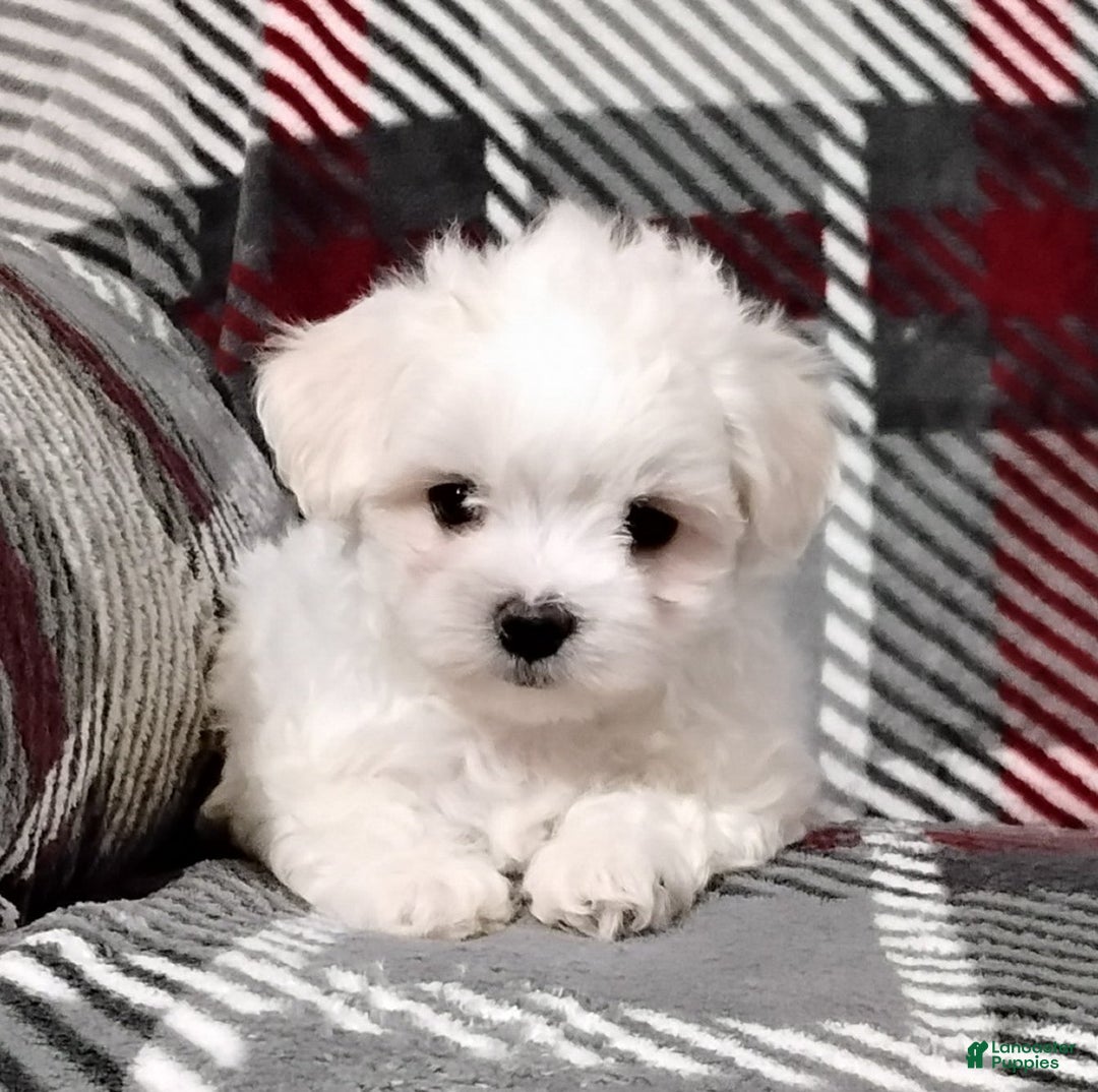 Maltese dogs for sale: Dylan - Ad 3