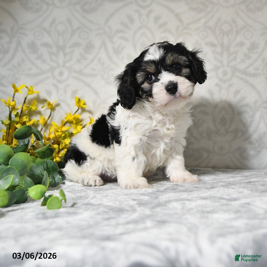 Cavachon dogs Jalyn - Ad 1