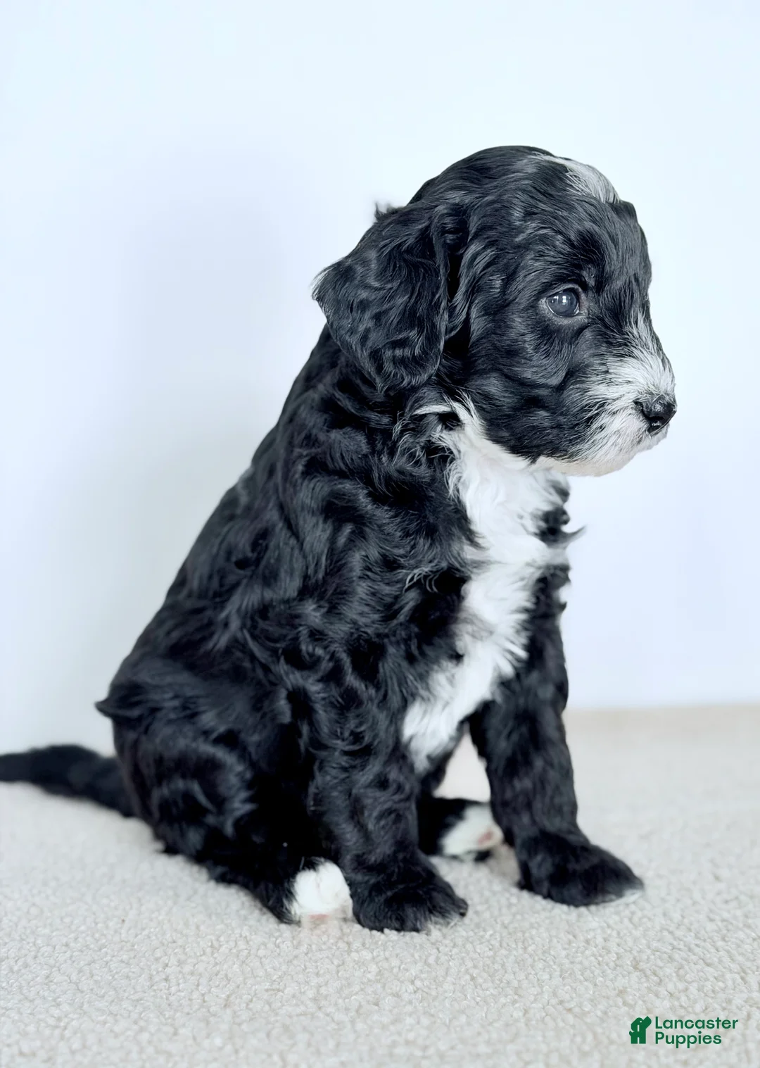 Bernedoodle dogs for sale: Promise  - Ad 3