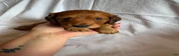 Miniature Dachshund dogs for sale: Freddy - Ad 6