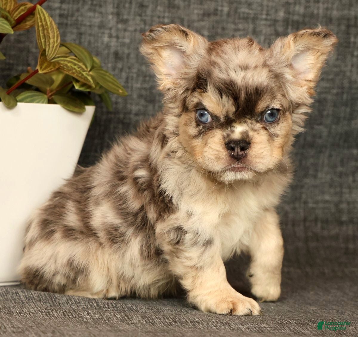 French Bulldog dogs for sale: Lonnie - Ad 8