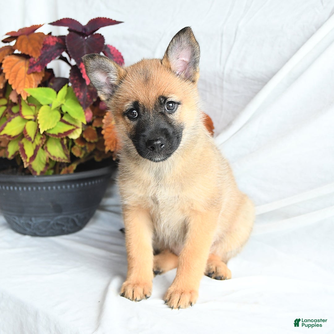 Mixed Breed dogs for sale: Thea - Ad 9