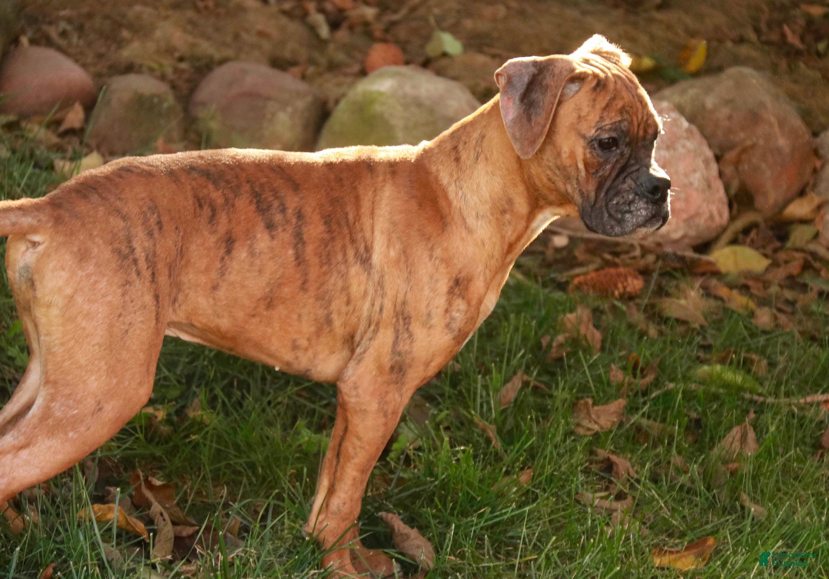 Boxer dogs Jerome - Ad 35