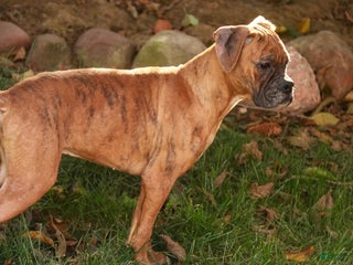 Boxer dogs Jerome - Ad 18