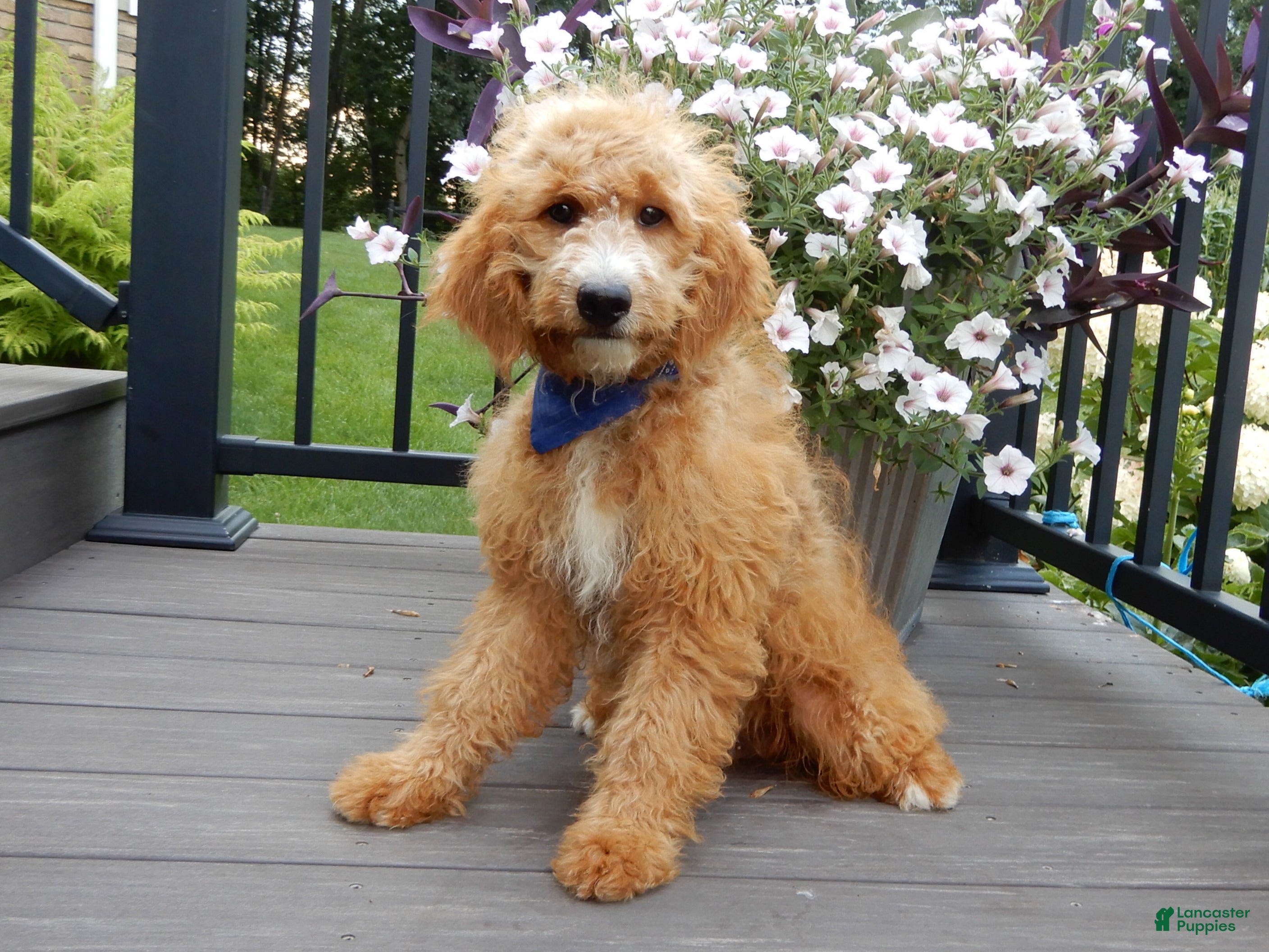 Mini Goldendoodle dogs Douglas - Ad 1
