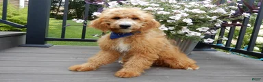 Douglas