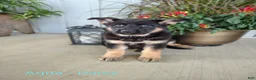 German Shepherd dogs for sale: Daisy - aqua - Ad 1