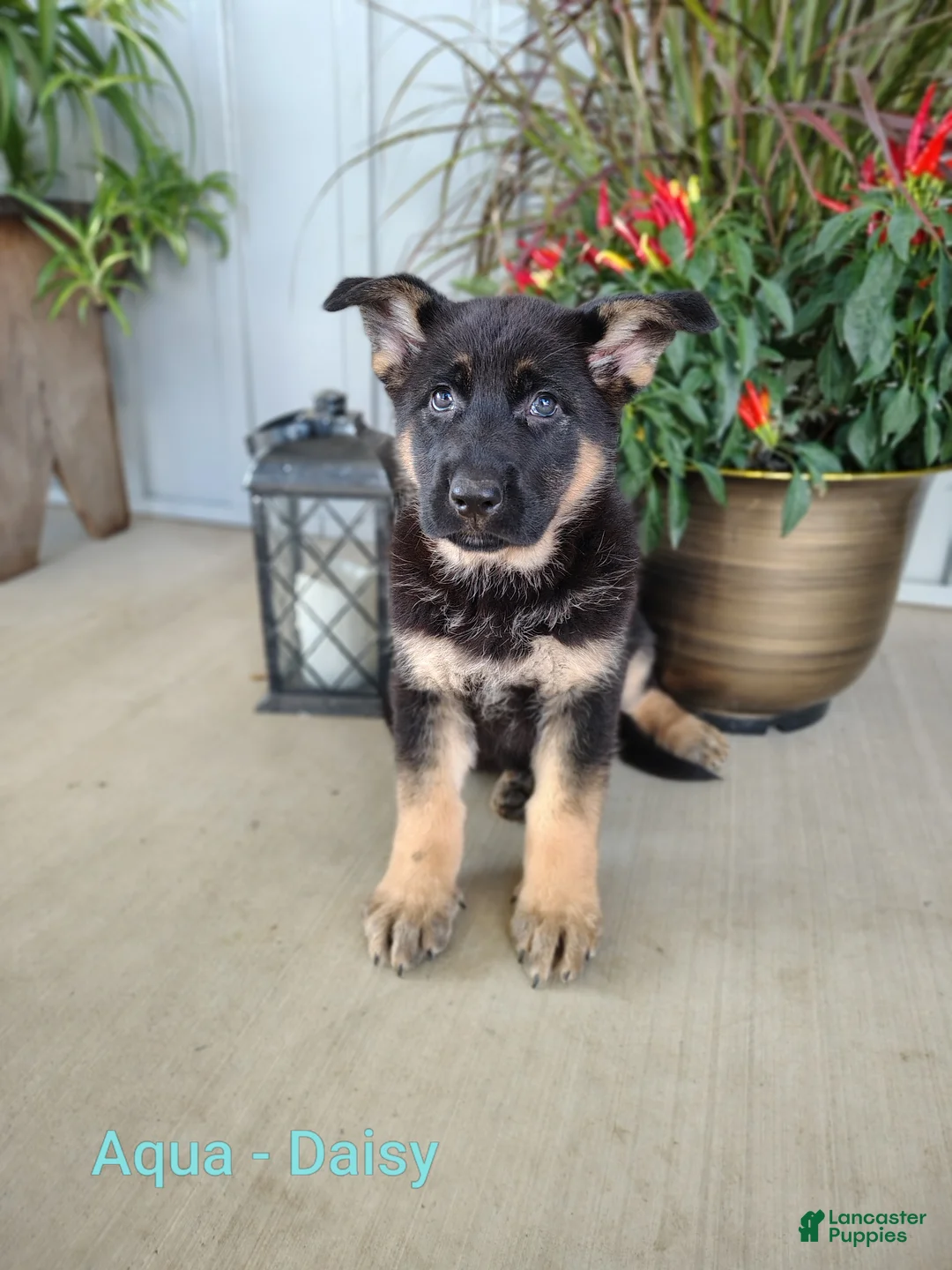 German Shepherd dogs for sale: Daisy - aqua - Ad 1