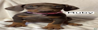 Ruby