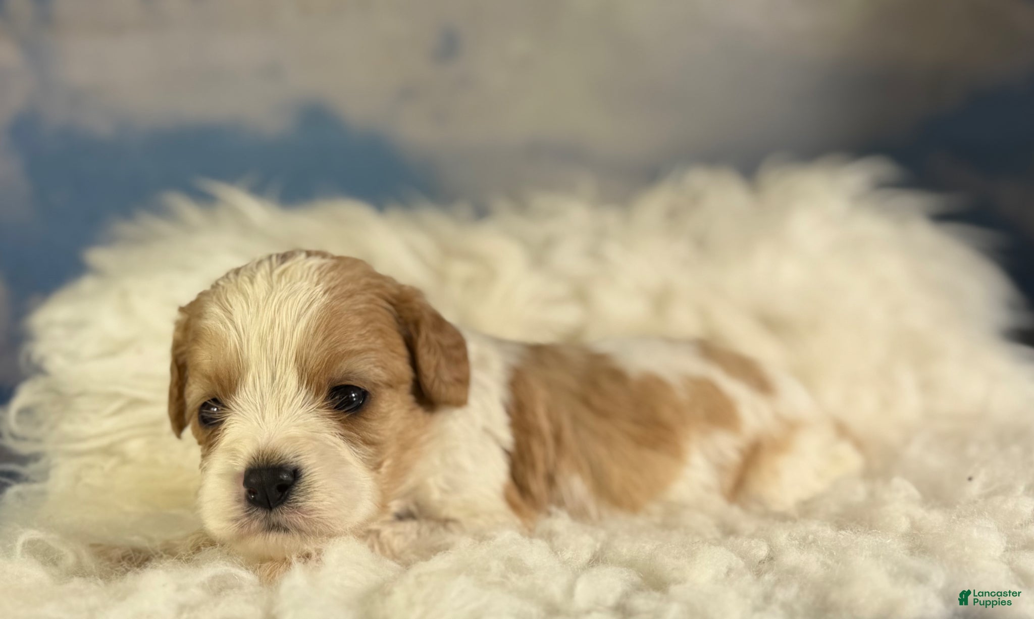 Cavapoo dogs Chive - Ad 2