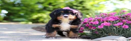 Mini Bernedoodle dogs for sale: Pearl - Ad 6