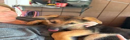 German Shepherd dogs for sale: Diesel - Ad 14