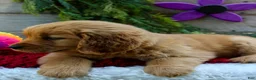 Golden Retriever dogs for sale: Angie - Ad 6