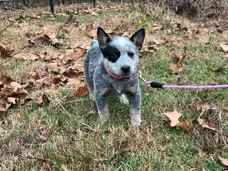 Australian Cattle Dog dogs Ellie Fae - Ad 42