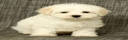 Maltese dogs for sale: Benji - Ad 7