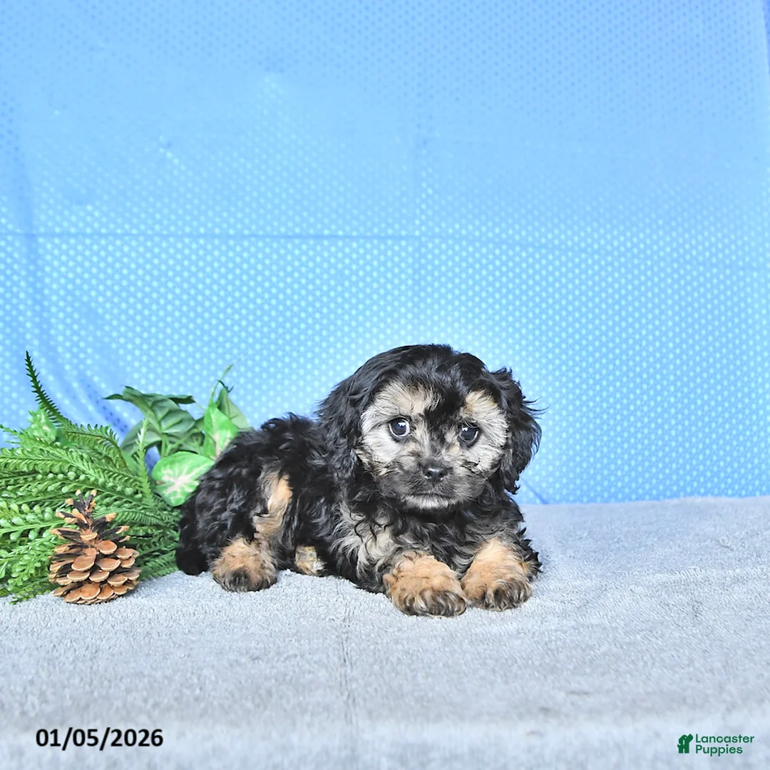 Cavapoo dogs for sale: Zeke - Ad 3