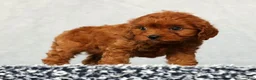 Cavapoo dogs for sale: Faye - Ad 8