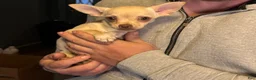 Chihuahua dogs for sale: Princess - Ad 5