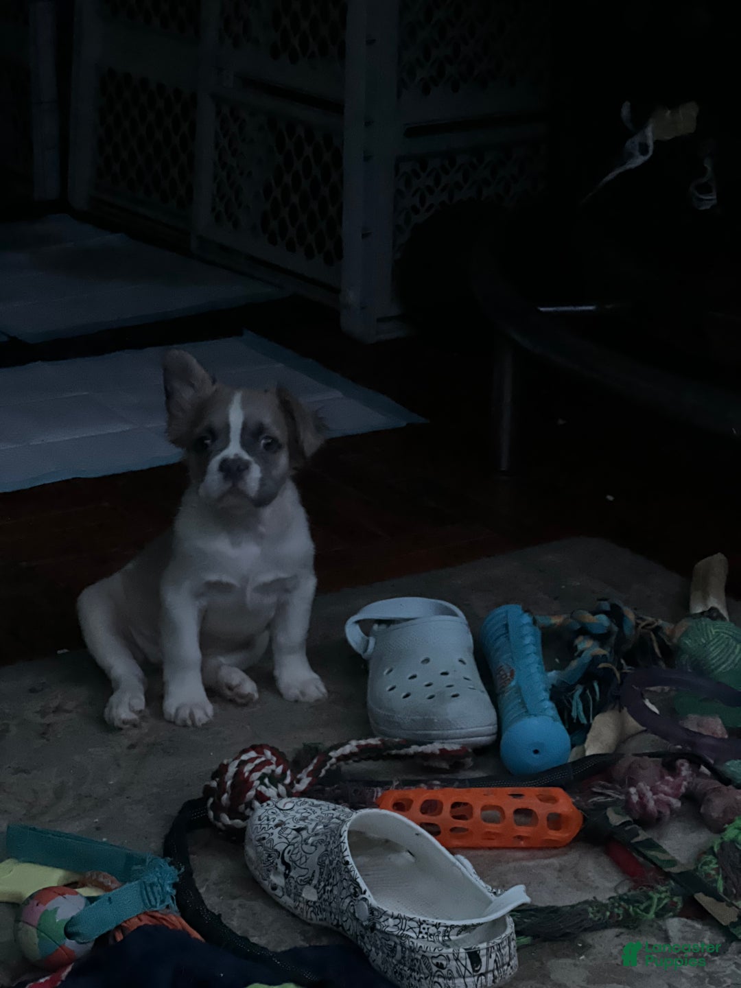 French Bulldog dogs for sale: LUCY - Ad 2