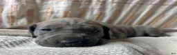 Great Dane dogs for sale: Francesca  - Ad 4