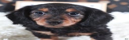Miniature Dachshund dogs for sale: Miniature Dachshund Puppy Turk - Ad 1