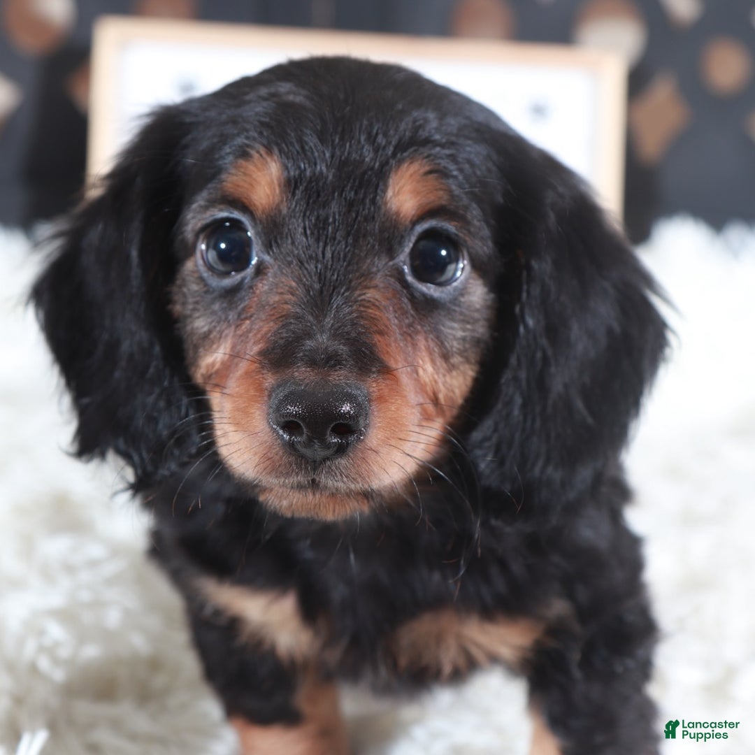 Miniature Dachshund dogs for sale: Miniature Dachshund Puppy Turk - Ad 1