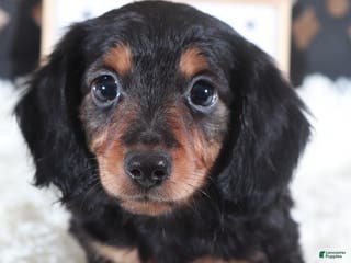 Miniature Dachshund dogs Miniature Dachshund Puppy Turk - Ad 41