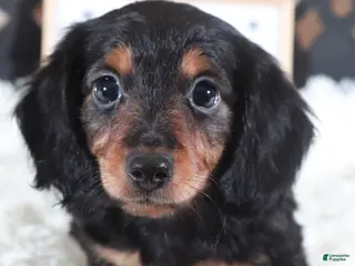 Miniature Dachshund dogs Miniature Dachshund Puppy Turk - Ad 18