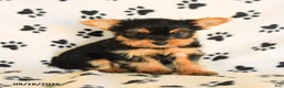 Yorkshire Terrier dogs for sale: Jackpot - Ad 1