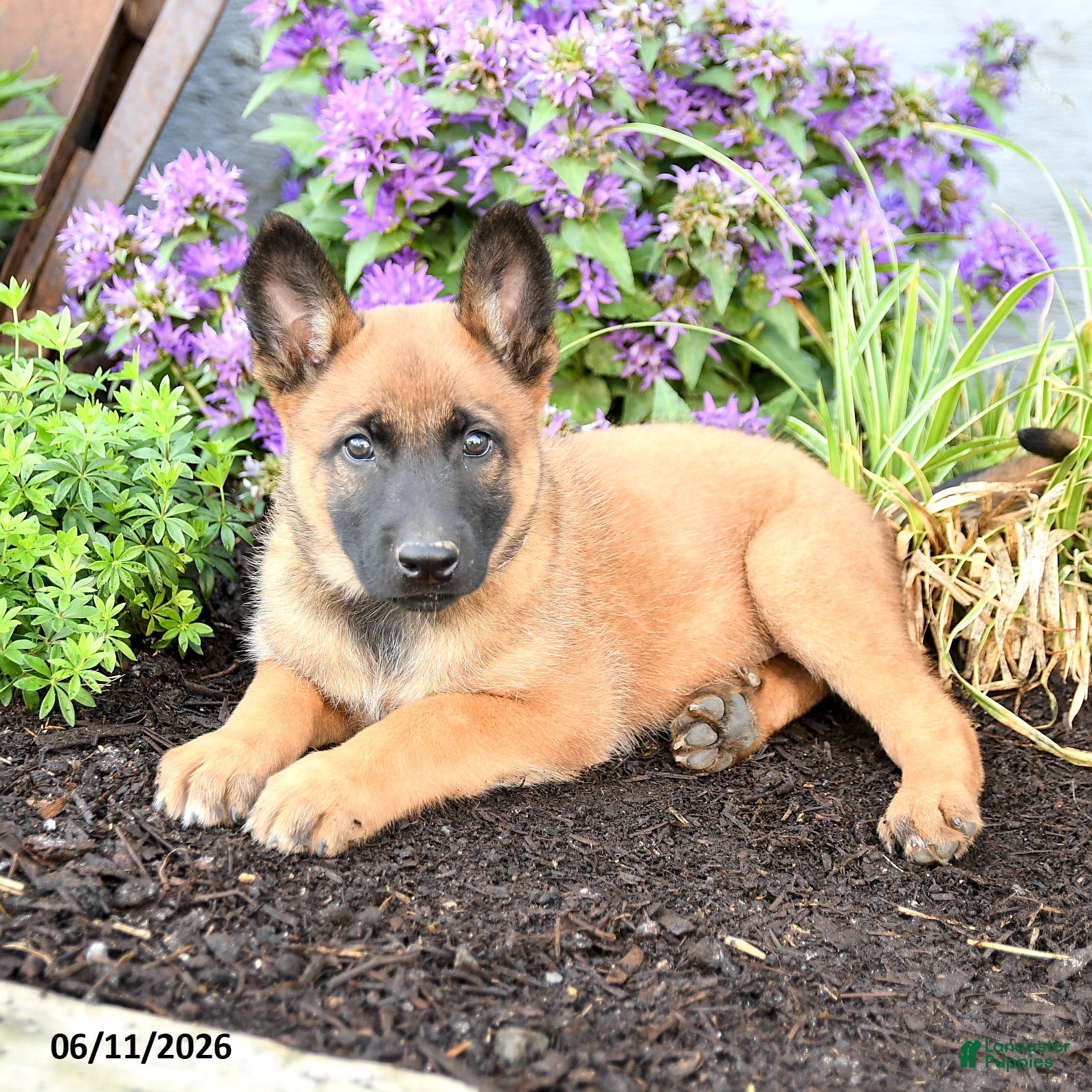 Belgian Malinois dogs Koda - Ad 2