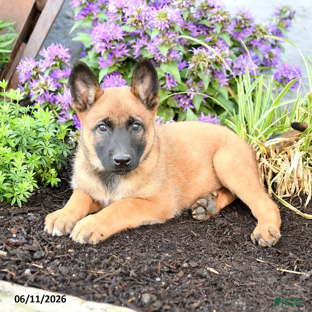 Belgian Malinois dogs for sale: Koda - Ad 2