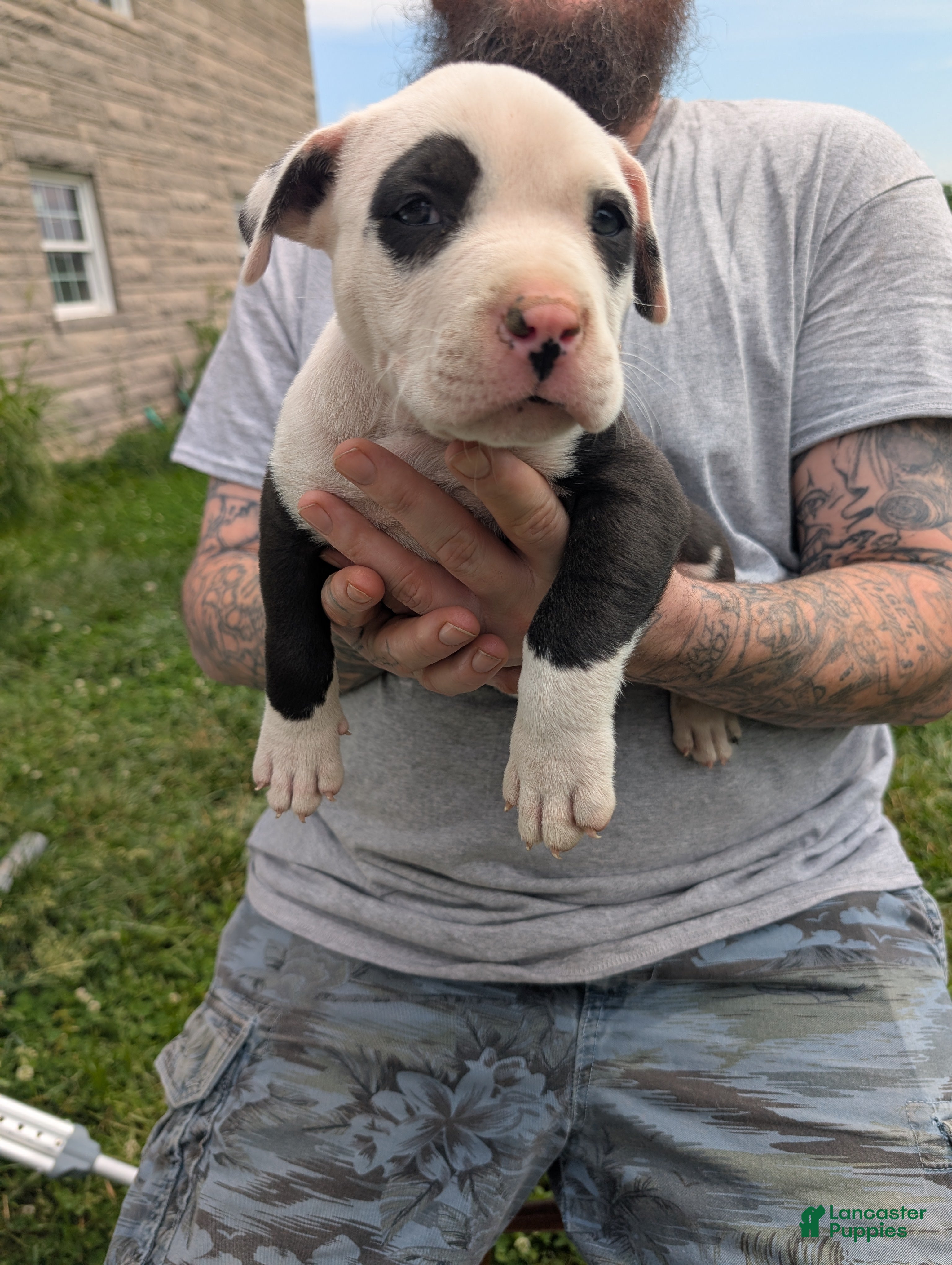 American Pit Bull Terrier dogs American Pit Bull Terrier Puppy 2 - Ad 2