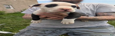 American Pit Bull Terrier Puppy 2