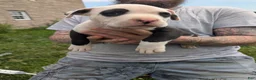 American Pit Bull Terrier dogs for sale: American Pit Bull Terrier Puppy 2 - Ad 1
