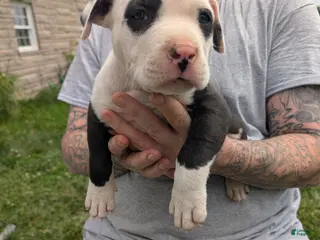 American Pit Bull Terrier dogs American Pit Bull Terrier Puppy 2 - Ad 6