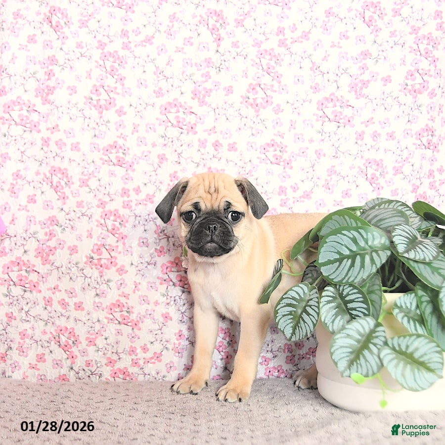 Pug dogs Larine - Ad 2