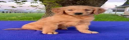 Golden Retriever dogs for sale: Max - Ad 1