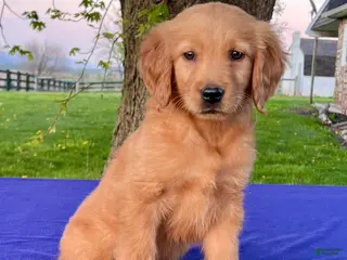 Golden Retriever dogs for sale: Max - Ad 4