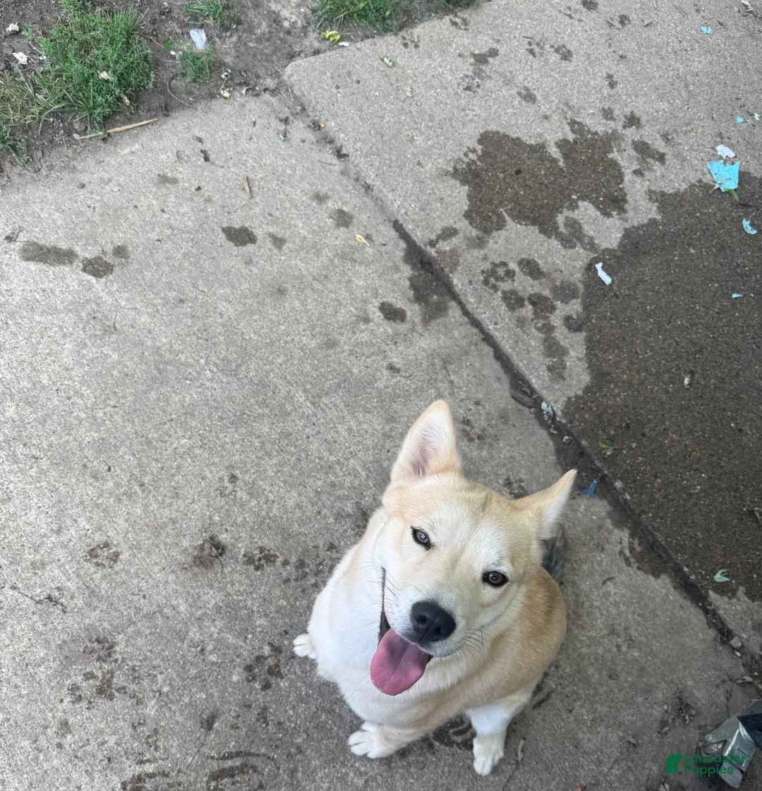 Mixed Breed dogs for sale: Princess - Ad 2