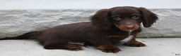 Miniature Dachshund dogs for sale: AKC Romeo - Ad 12