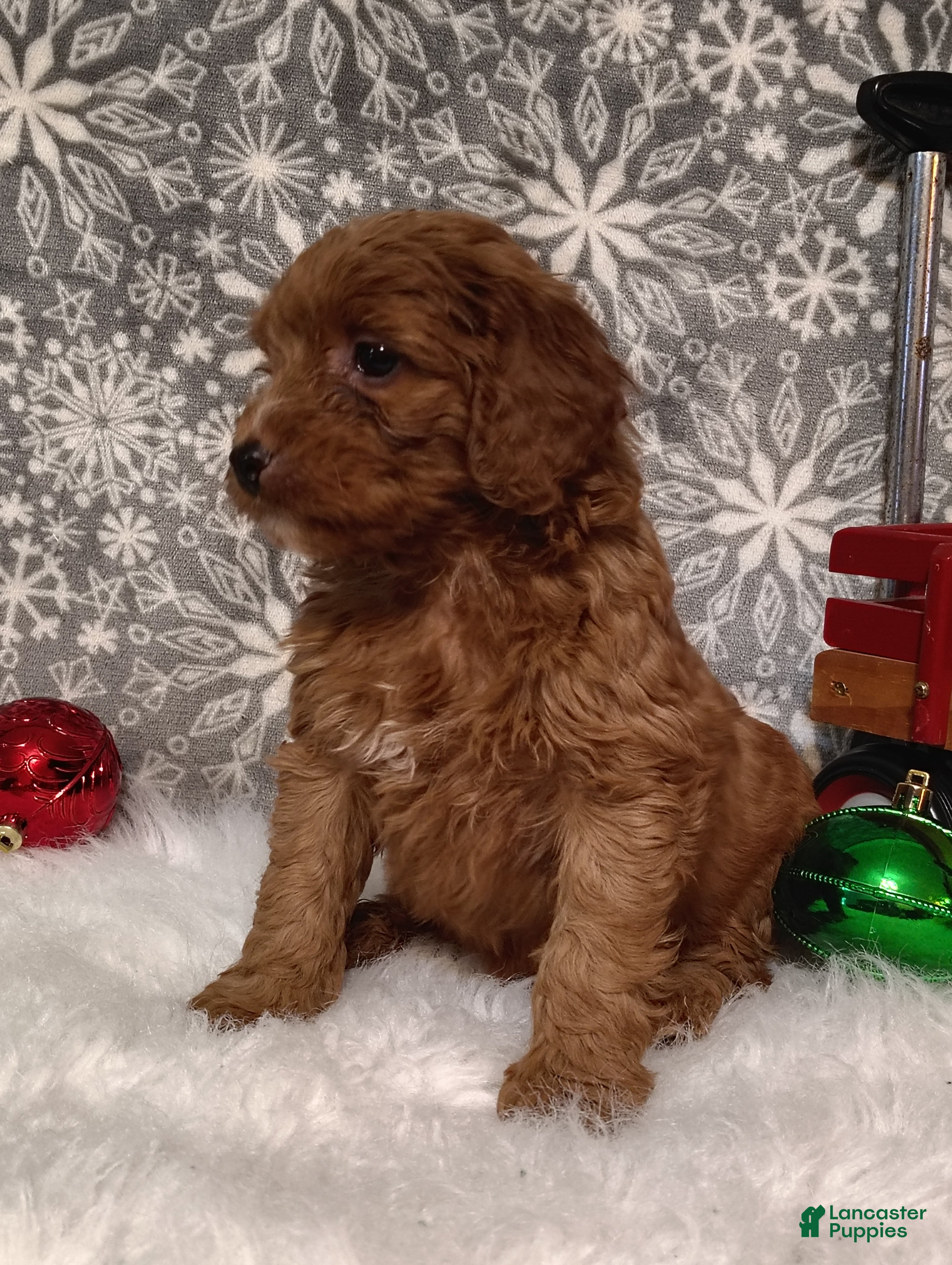 Irish Doodle dogs Diesel - Ad 25