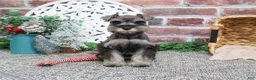 Miniature Schnauzer dogs for sale: Doris - Ad 14