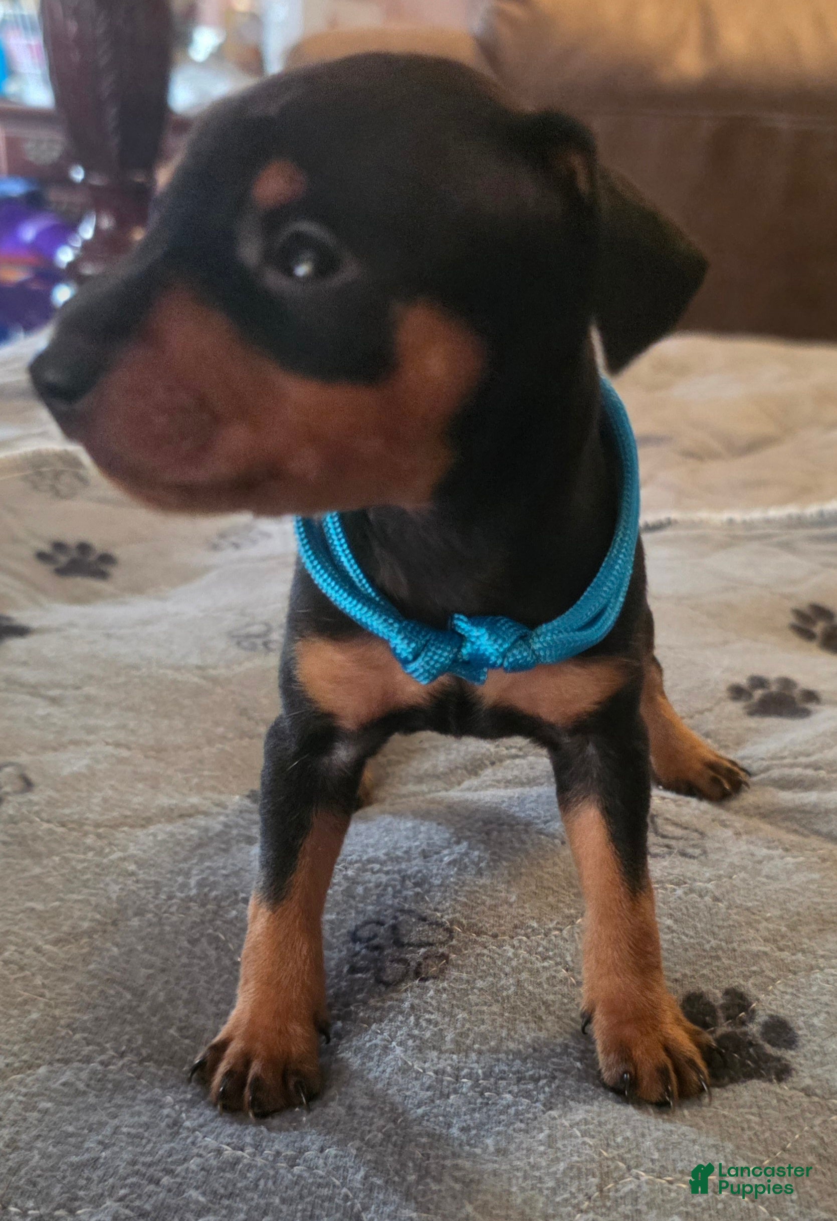 Miniature Pinscher dogs G-light blue - Ad 2