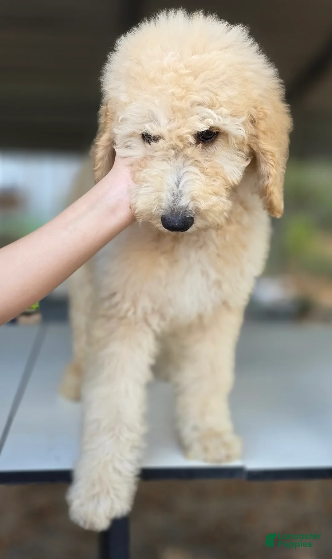 Goldendoodle dogs for sale: Ember - Ad 3