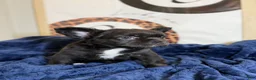 French Bulldog dogs for sale: Prada - Ad 5